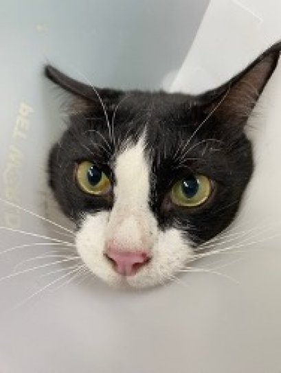 น้องแมวเรนก้า มาด้วยอาการชัก!!!  เป็นน้องเหาและไข่เหาอีกมากมาย